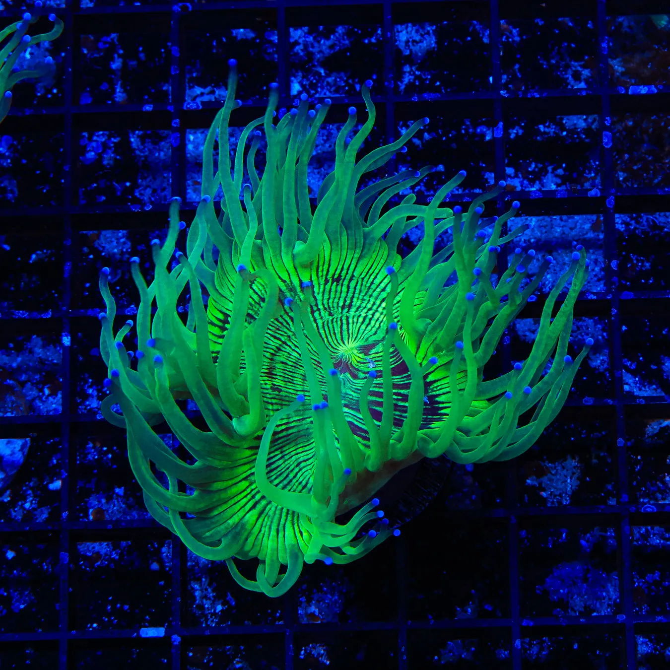 Blue Tip Elegance Coral