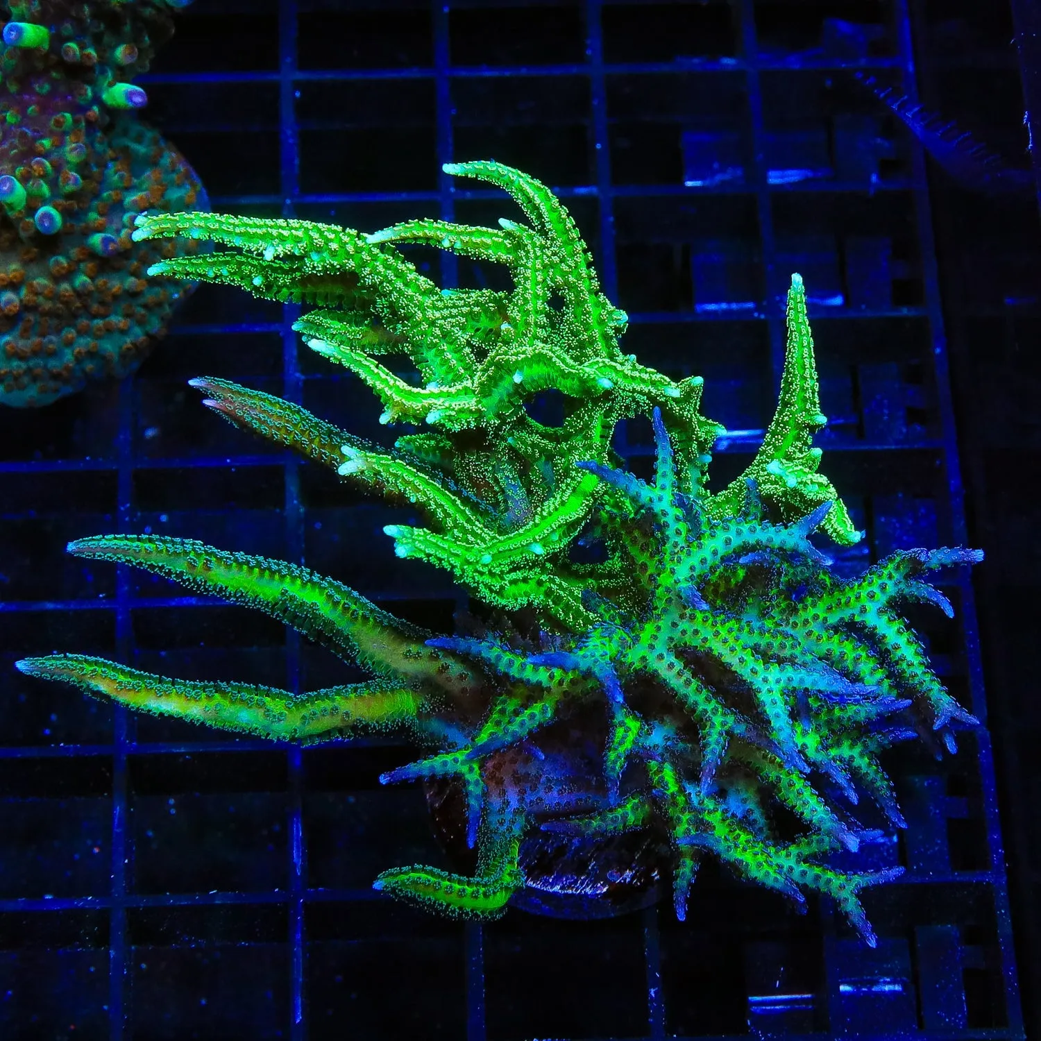 Combo Birdsnest Coral