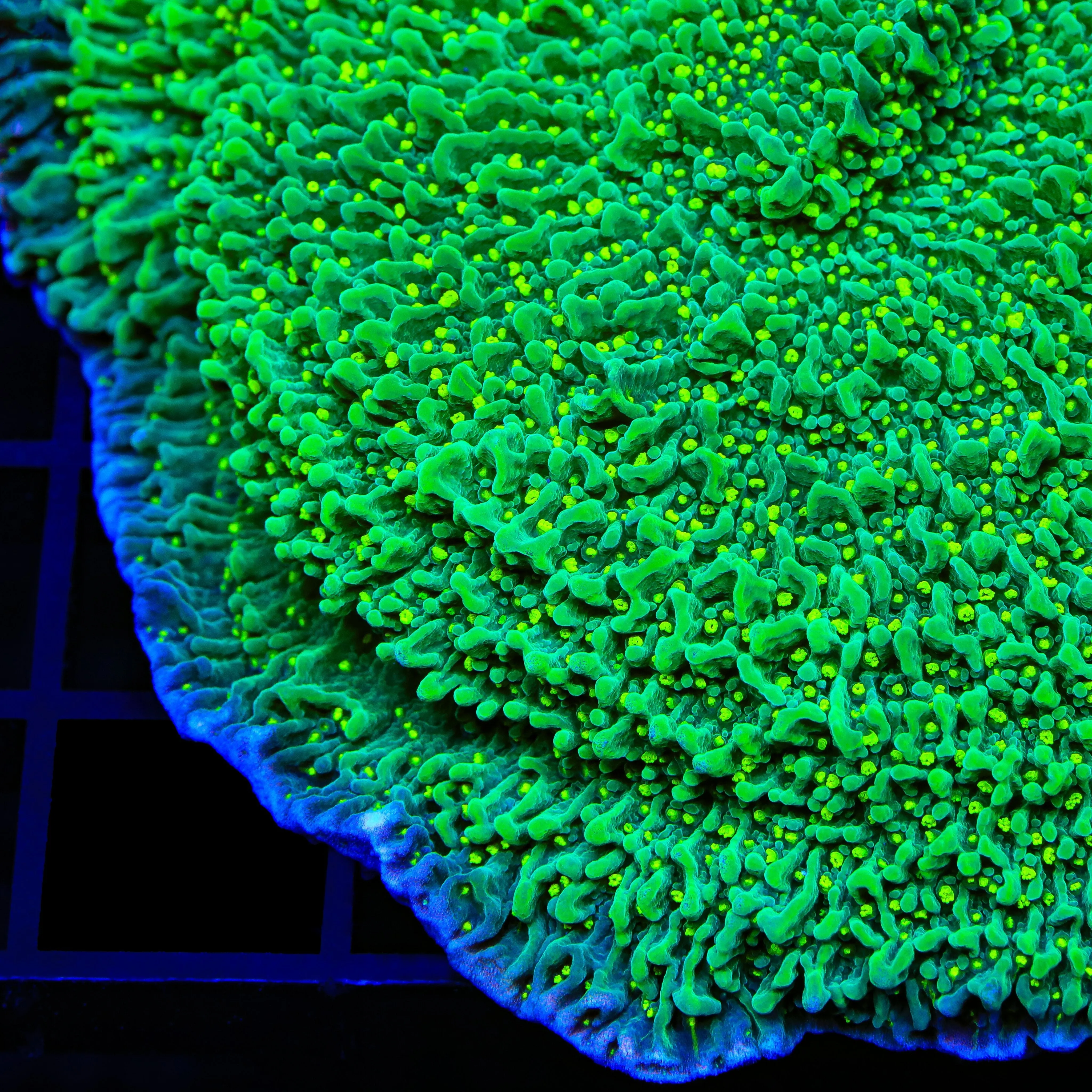 JF Frankies Hot Pink Rim Montipora Cap Coral