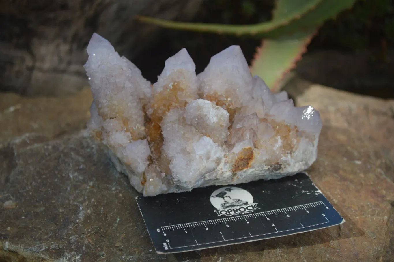 Natural Pale Spirit Ametrine Quartz Clusters x 3 From Boekenhouthoek, South Africa