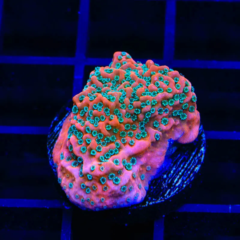 TSA Apple Jacks Montipora Coral