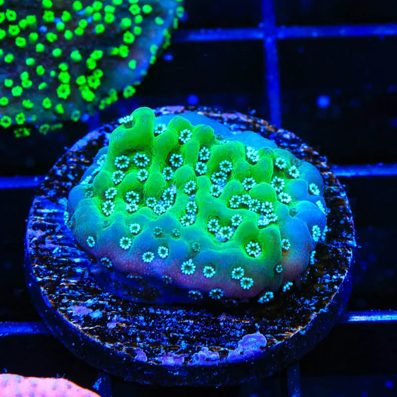 TSA Aquarim Montipora Coral