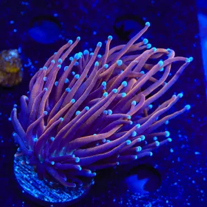 TSA Bizarro Torch Coral