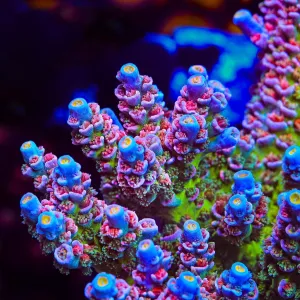 TSA Circus Freak Tenuis Acropora Coral