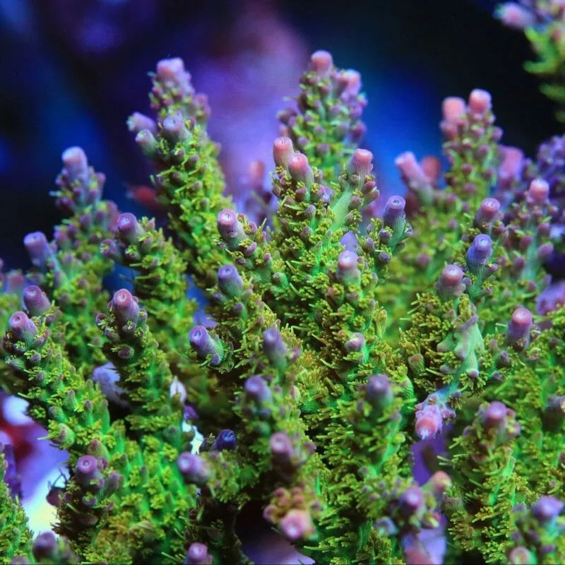 TSA Grape Ape Acropora Coral - BYR