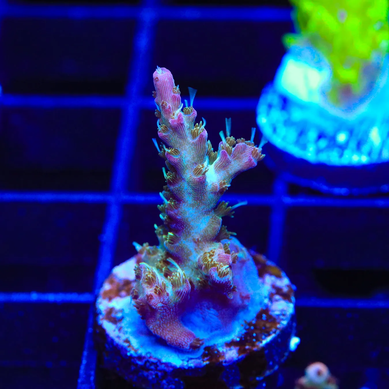 TSA Grape Ape Acropora Coral - BYR