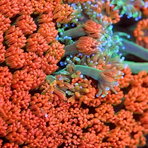 TSA Pumpkinhead Goniopora Coral