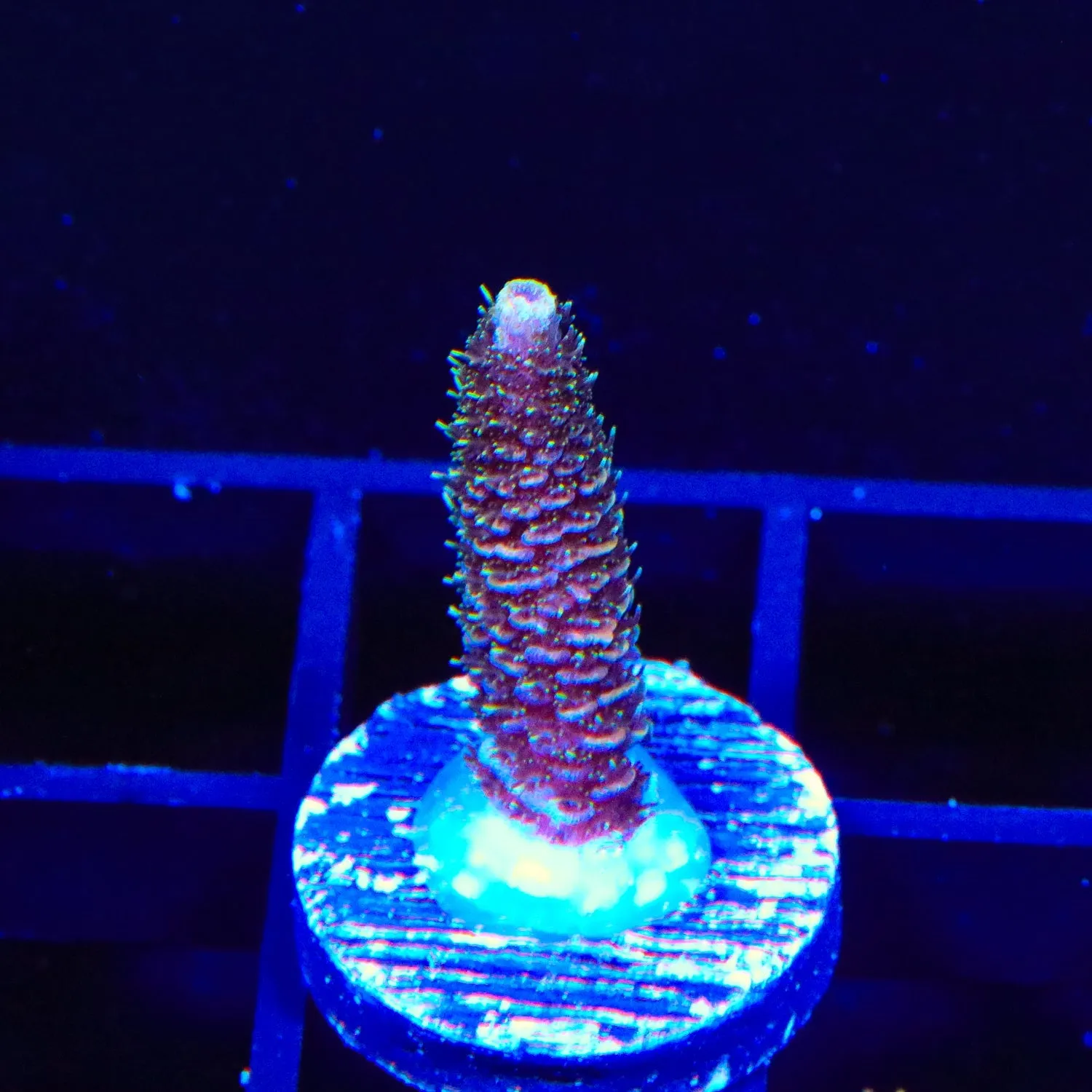 TSA Purple Dream Millipora Acropora Coral