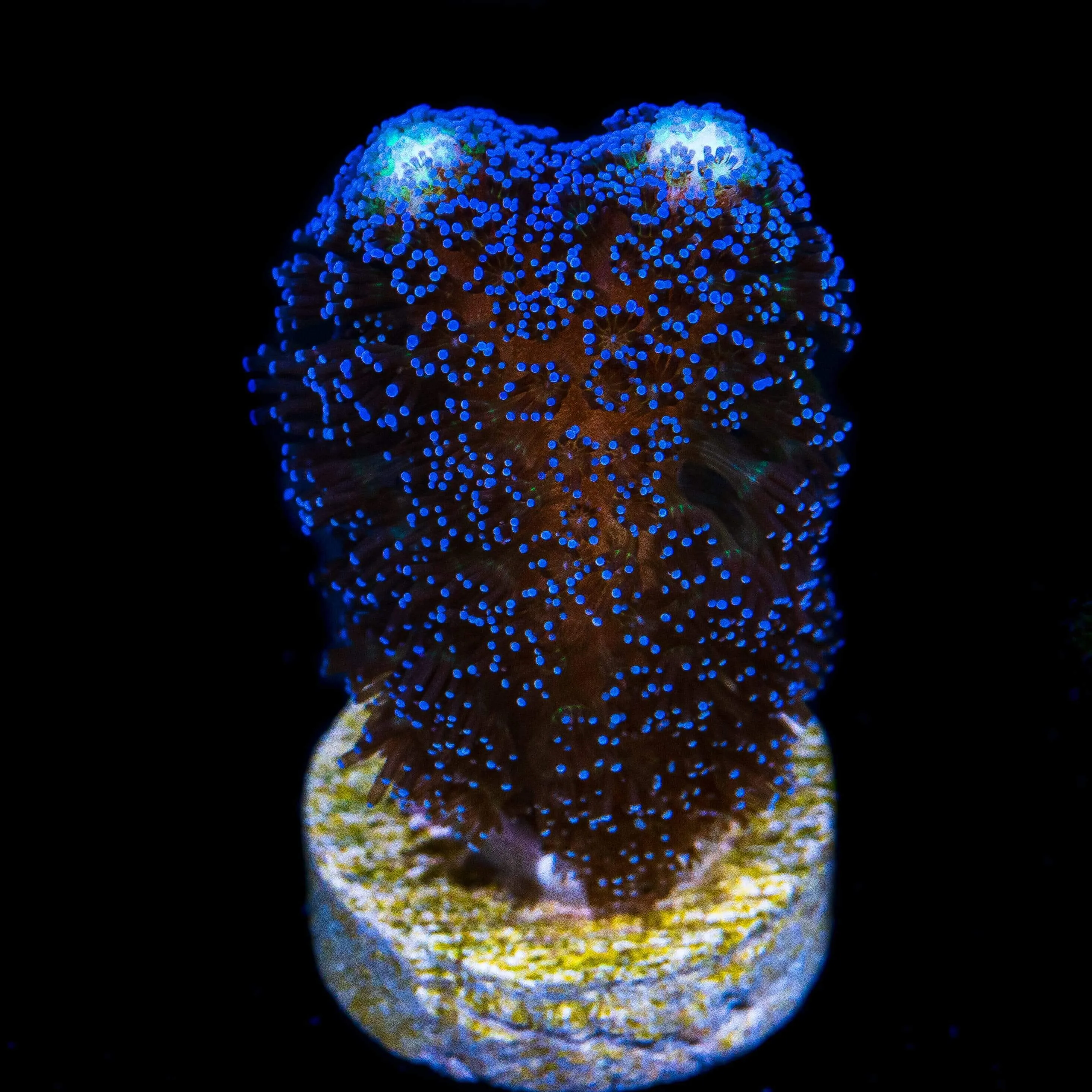 WWC Blue Stylophora Coral